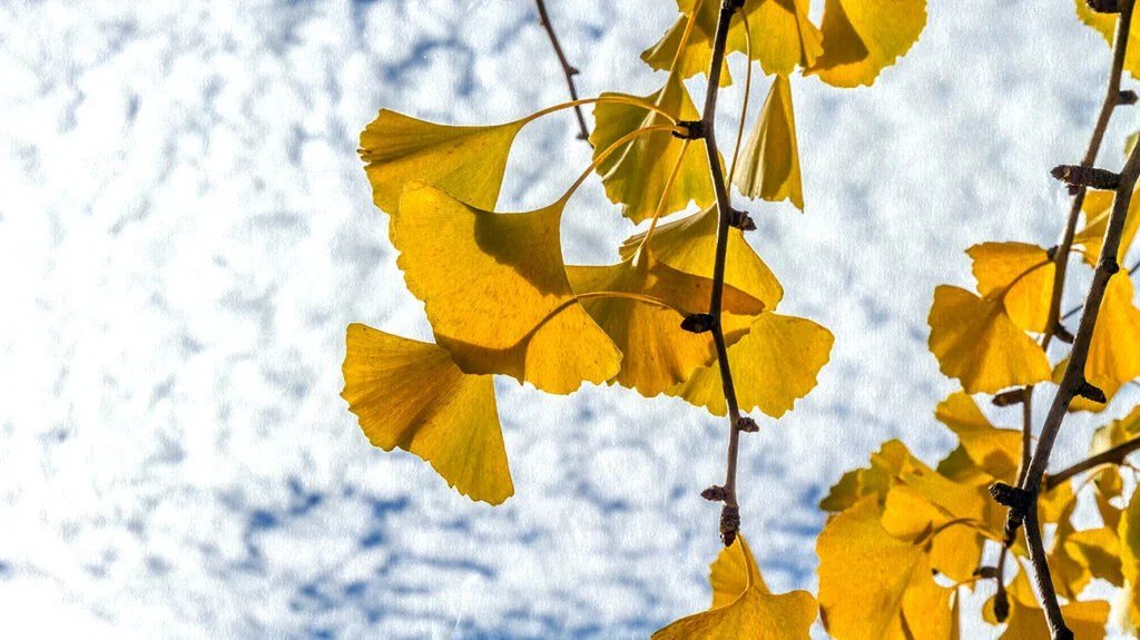 The leaves of a ginkgo biloba tree against a cloudy sky.-1